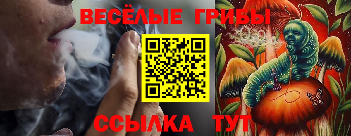 Псилоцибиновые грибы Psilocybe  Вход с VPN  Нововоронеж  Галлюциногенные грибы Psilocybe 