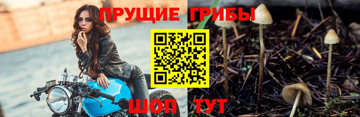 Псилоцибиновые грибы мухоморы Нововоронеж